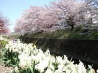 2012年花見_近所3